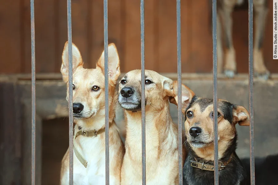 Drei Hunde sitzen in einem Käfig eine Tierheims. Die Hunde schauen durch die Gitterstäbe heraus. Zwei Hunde haben beiges Fell und der dritte Hund hat schwarz-braunes Fell.