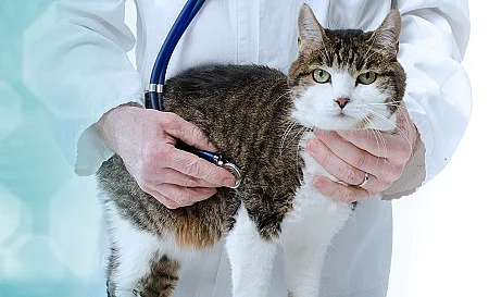 Veterinarian examining cat; panoramic banner
