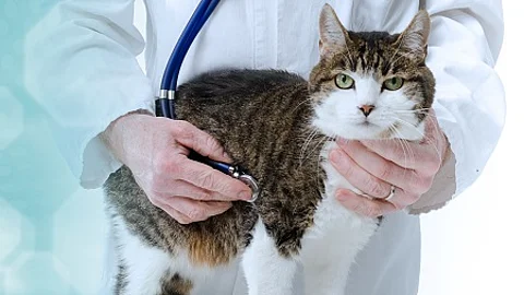 Veterinarian examining cat; panoramic banner