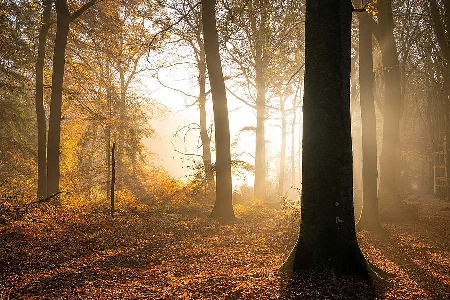 Herbstwald Herbstwald