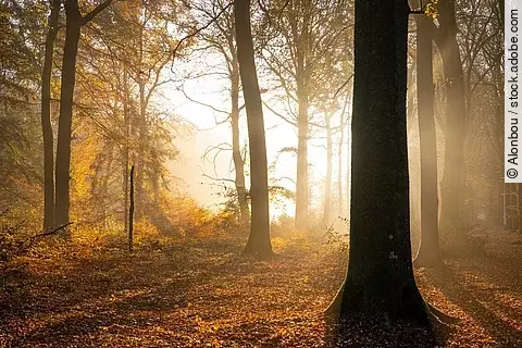 Herbstwald