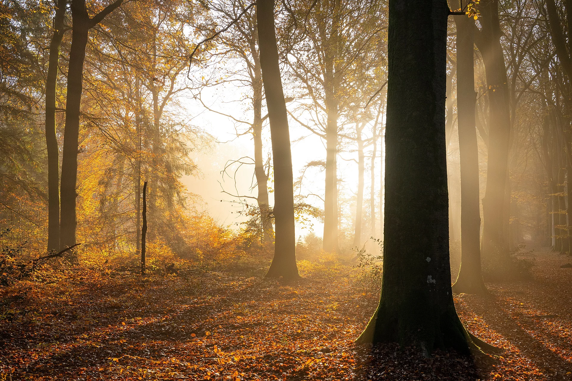 Herbstwald