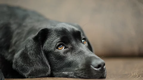 Ein Labrador liegt auf einem Sofa.