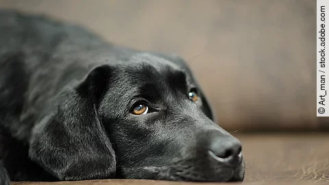 Ein Labrador liegt auf einem Sofa.