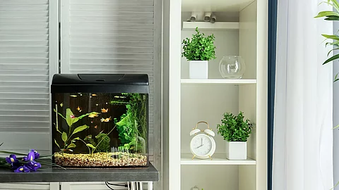 Nanoaquarium Nanoaquarium