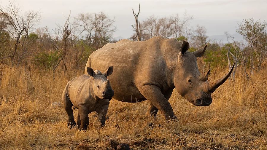 Weißes Nashorn und Kalb in goldenem Licht Eine Nashornkuh läuft mit ihrem Kalb durch einen Nationalpark in Afrika. Der Boden ist mit trockenen Gräsern bedeckt und im Hintergrund sind Sträucher erkennbar.