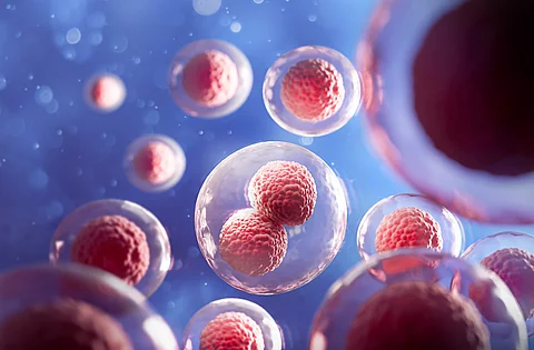 Embryozellen
