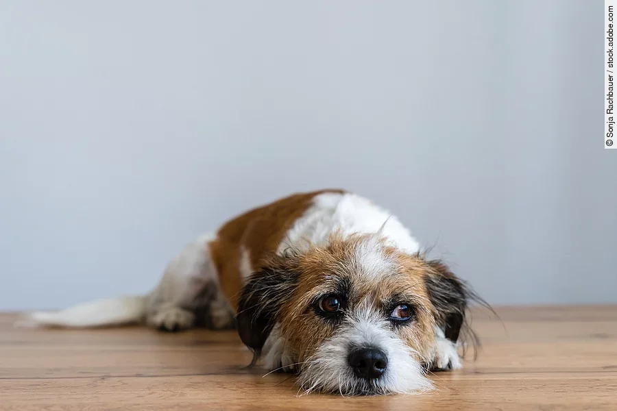 Kleiner Terrier-Mischling liegt auf Holzboden.