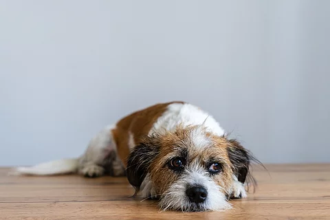 Kleiner Terrier-Mischling liegt auf Holzboden.