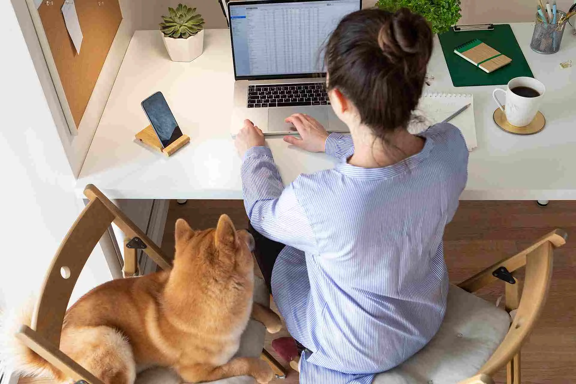 Covid-19 working from home concept. Woman using laptop, Shiba In