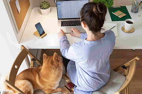 Covid-19 working from home concept. Woman using laptop, Shiba In