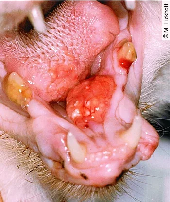 Granulom im Unterzungenraum