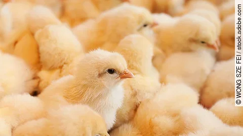 Young baby chicks Küken