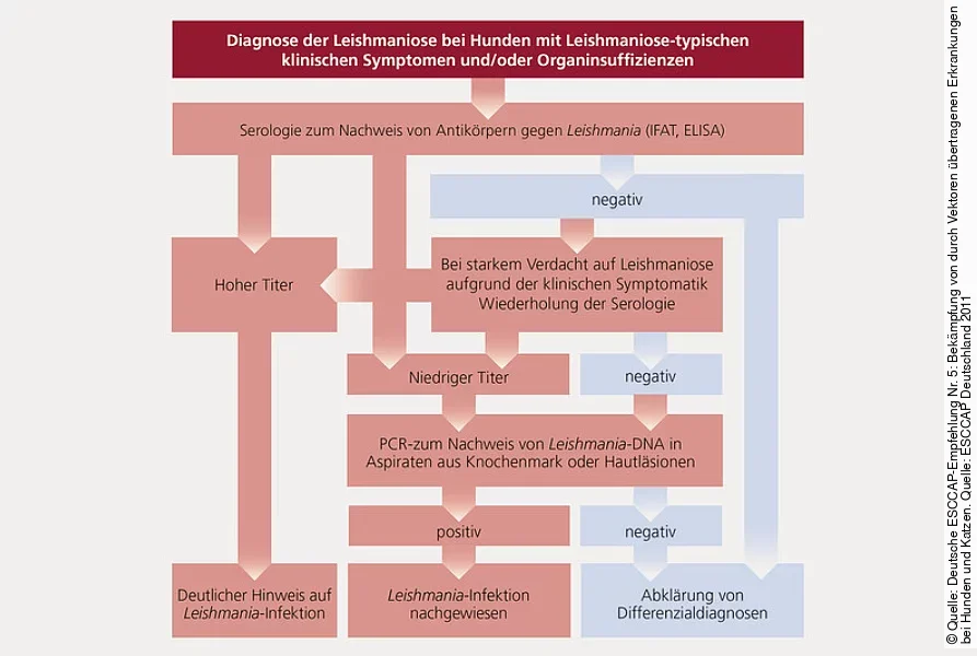 Eine Grafik veranschaulicht die Diagnose der Leishmaniose anhand ihrer Symptome.