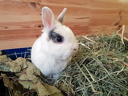 Süßer weißer Hase Kaninchen im Stroh