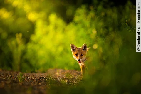 Ein Fuchs steht in einem Wald.