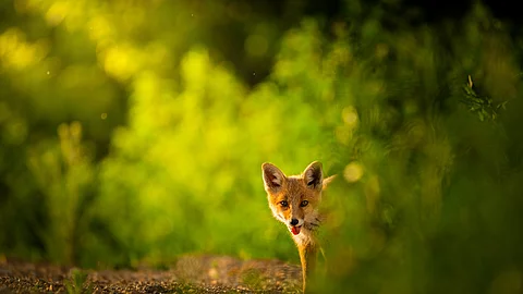Ein Fuchs steht in einem Wald.