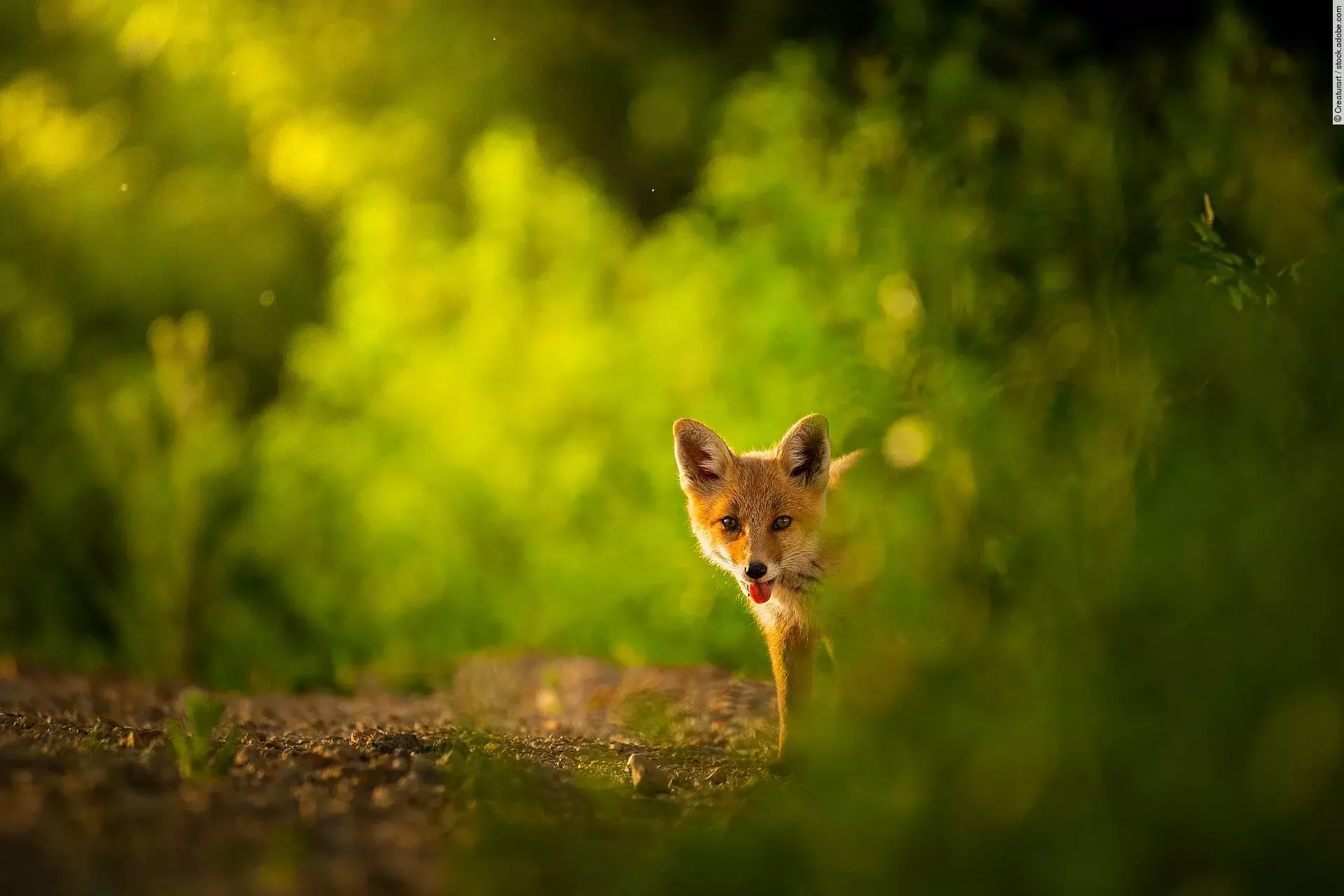 Ein Fuchs steht in einem Wald.