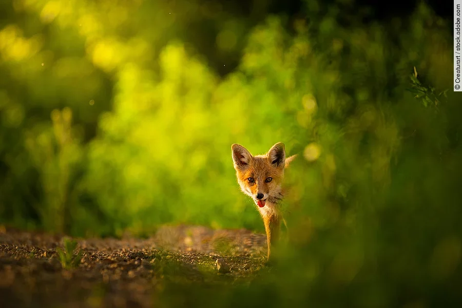 Ein Fuchs steht in einem Wald.