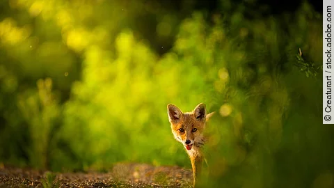 Ein Fuchs steht in einem Wald.