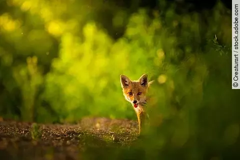 Ein Fuchs steht in einem Wald.