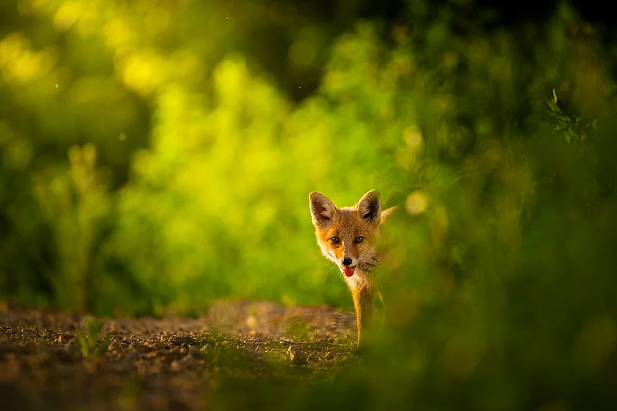 Ein Fuchs steht in einem Wald.