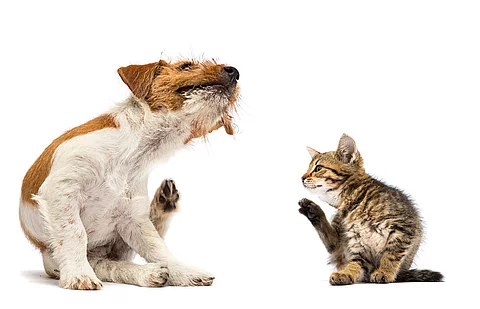 Ein Hund und eine Katze sitzen vor einem weißen Hintergrund und kratzen sich.