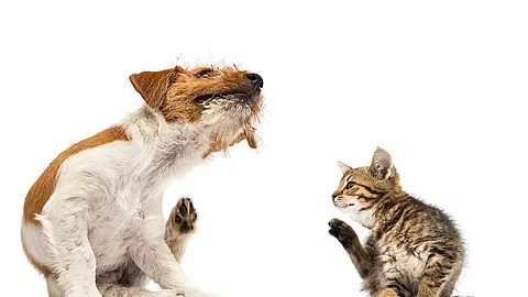 Ein Hund und eine Katze sitzen vor einem weißen Hintergrund und kratzen sich.