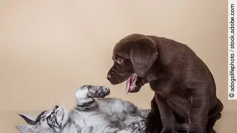 Labrador puppy and kitten breeds Maine Coon