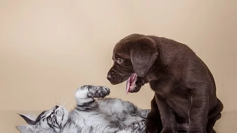 Labrador puppy and kitten breeds Maine Coon