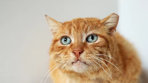 Rote Katze