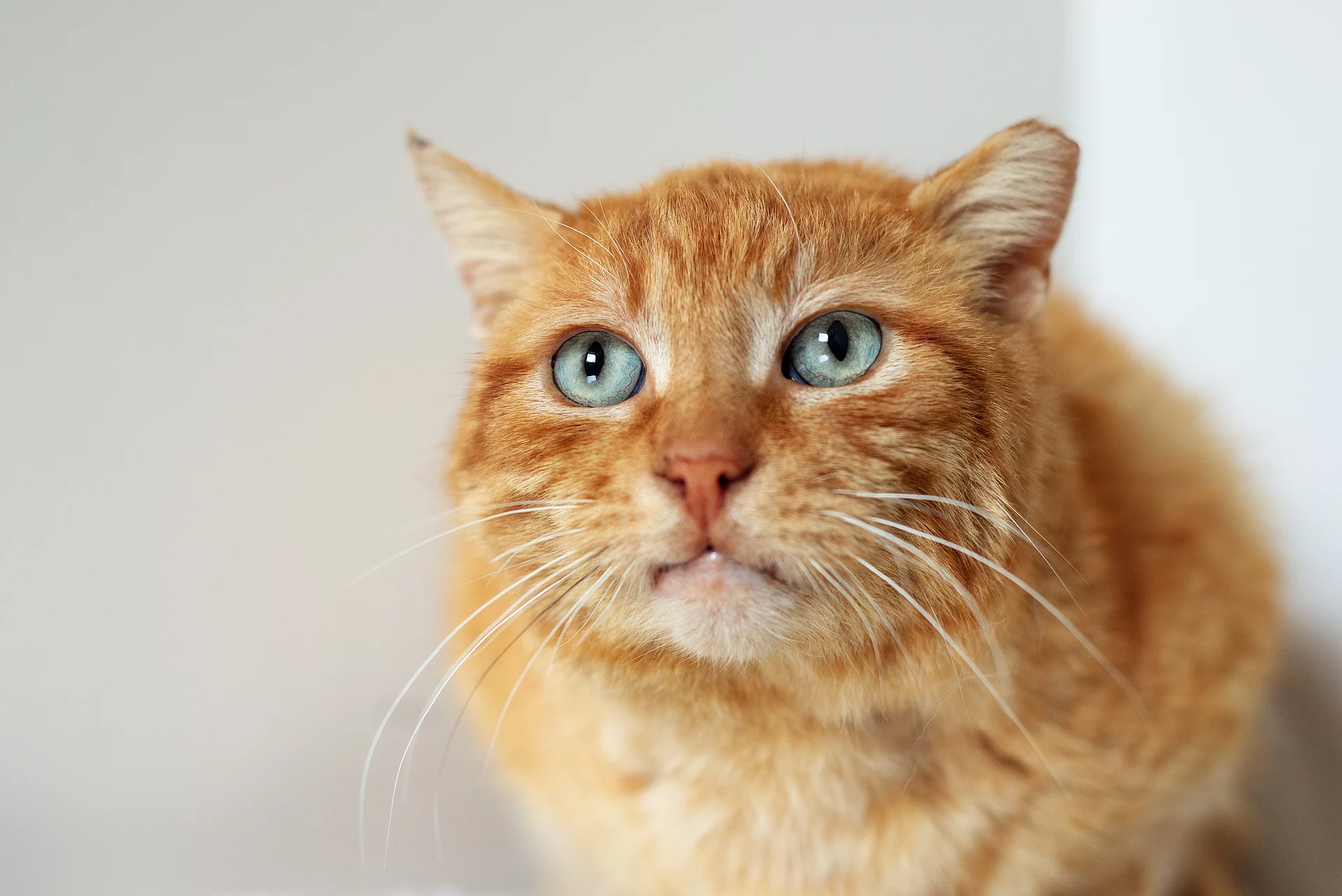 Rote Katze