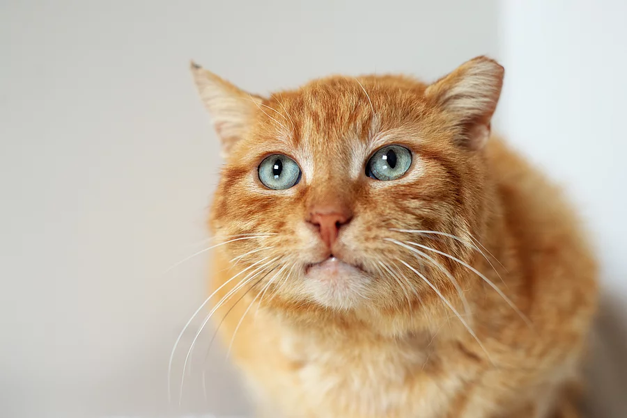 Rote Katze