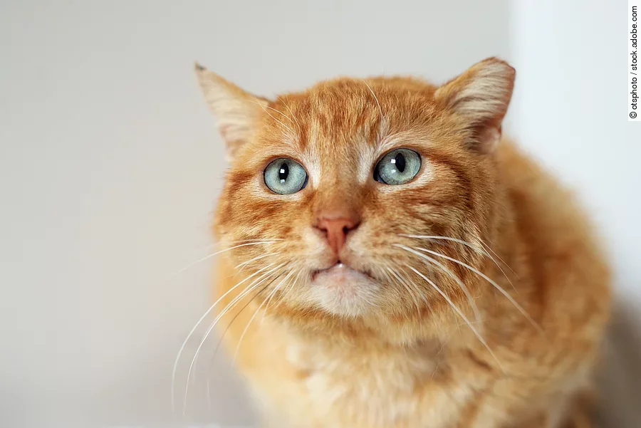 Rote Katze Rote Katze