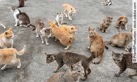 Japan Cat Island