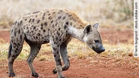 Hyena walking near Satara restcamp in Kruger National Park in So