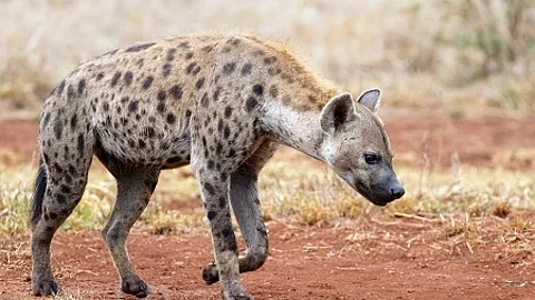 Hyena walking near Satara restcamp in Kruger National Park in So