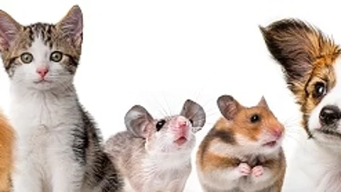 cute animals isolated over white
