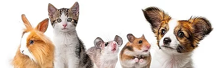 cute animals isolated over white