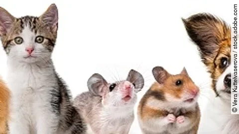 cute animals isolated over white