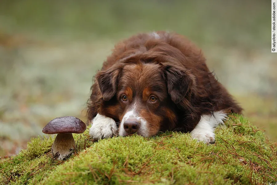 Ein Australian Shepherd liegt im Wald auf grünem Moos neben einem Pilz.