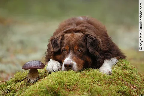 Ein Australian Shepherd liegt im Wald auf grünem Moos neben einem Pilz.