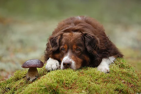 Ein Australian Shepherd liegt im Wald auf grünem Moos neben einem Pilz.