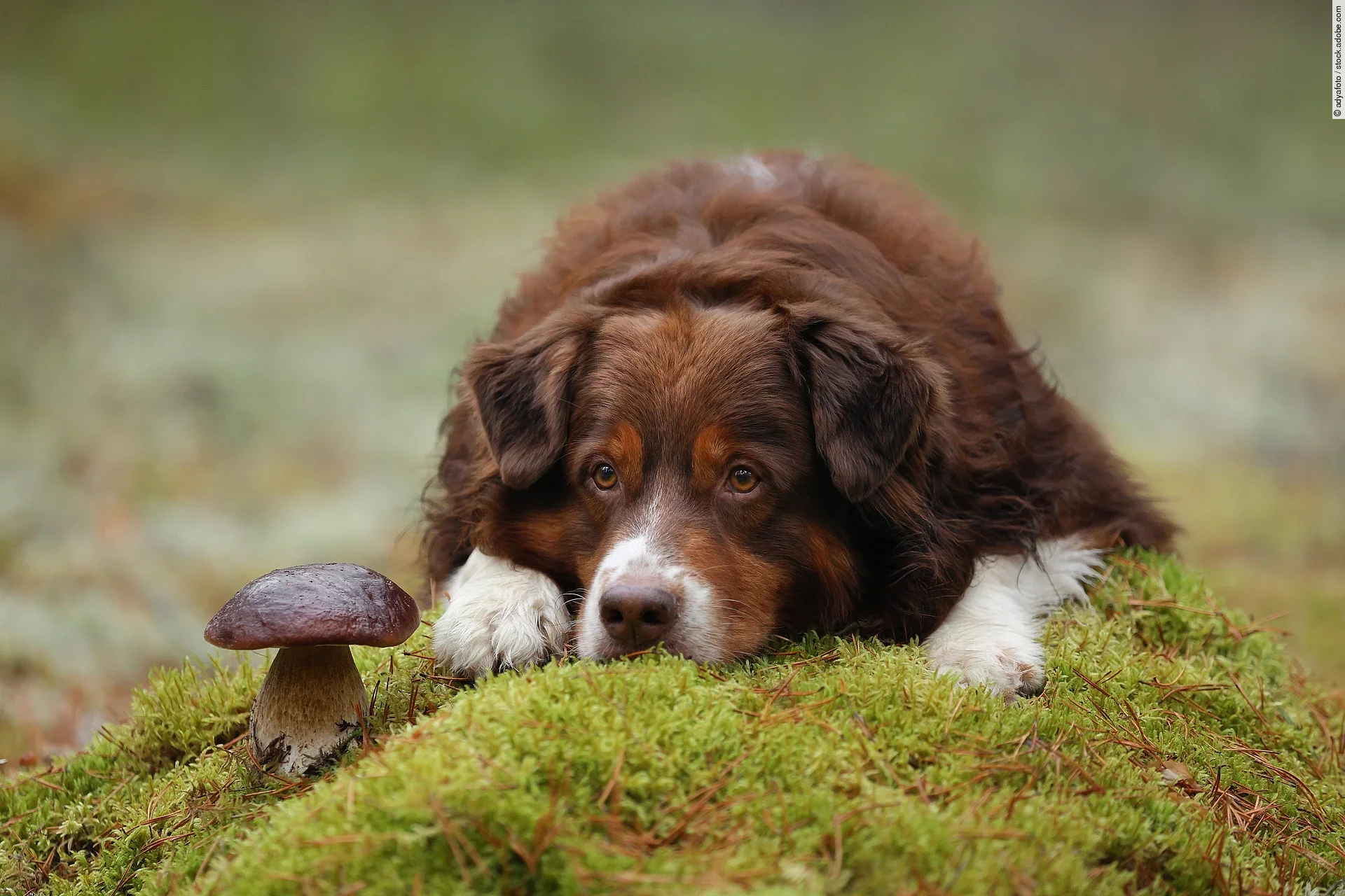 Ein Australian Shepherd liegt im Wald auf grünem Moos neben einem Pilz.