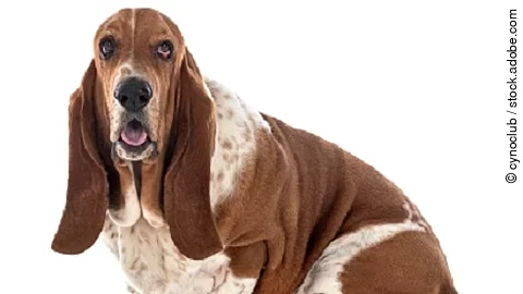 basset hound in studio