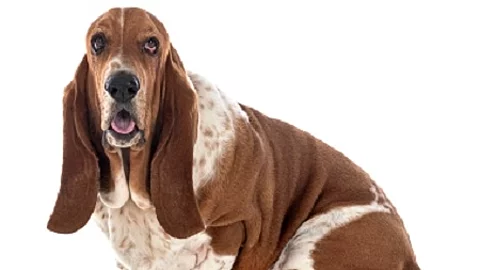 basset hound in studio