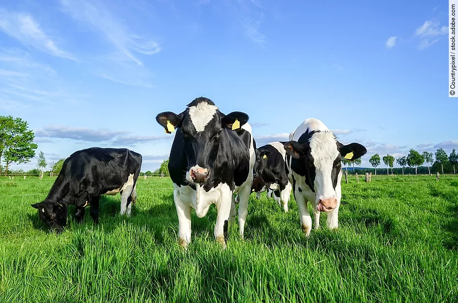Schwarzbunte Rinder auf der Weide Schwarzbunte Rinder stehen auf einer Weide.