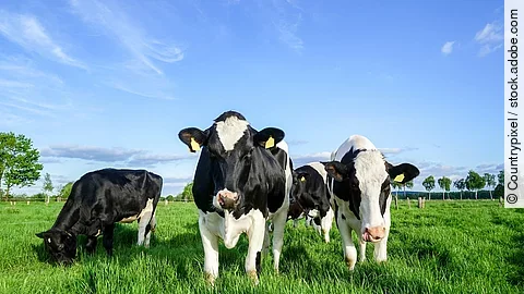 Schwarzbunte Rinder stehen auf einer Weide.