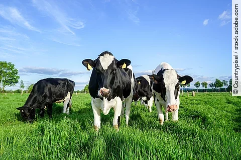 Schwarzbunte Rinder stehen auf einer Weide.