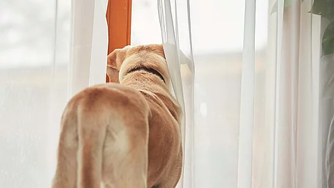 Dog waiting alone at home
